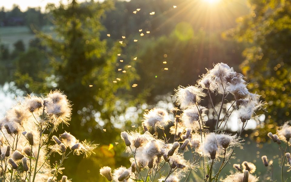 sunshine-benefits-health