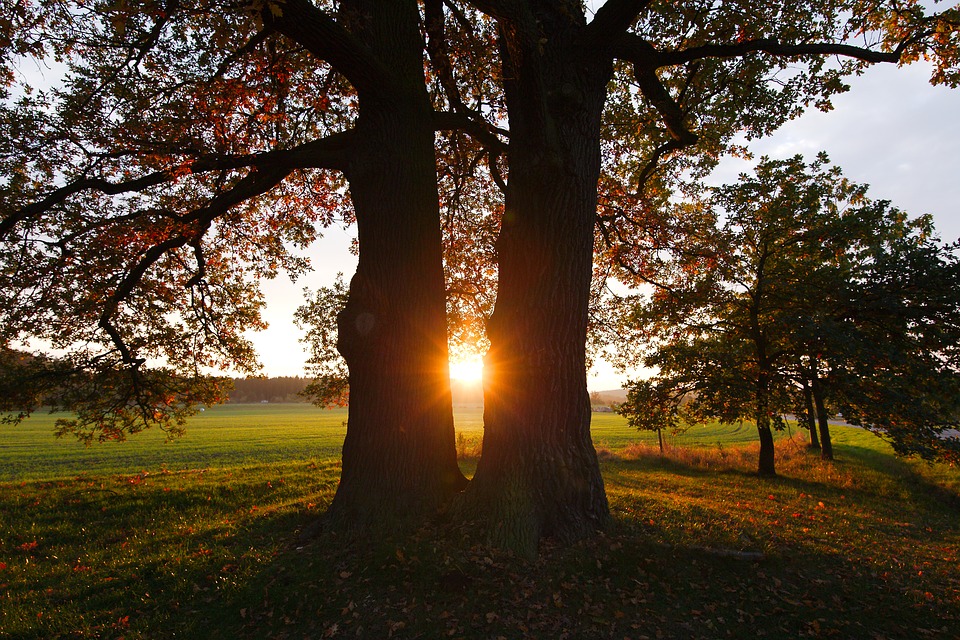 tree-sunshine-park-nature