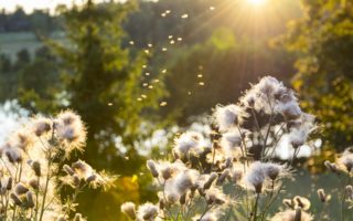 sunshine-benefits-health