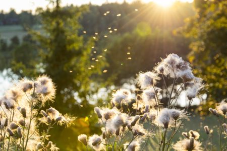 sunshine-benefits-health